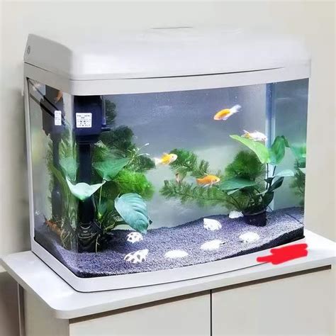 荷花養魚|荷花缸裡適合養什麼魚